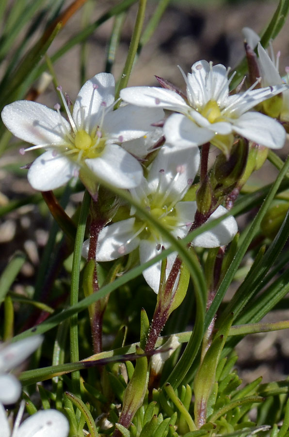 Minuartia recurva